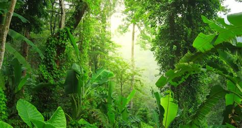 Find images of tropical plant. DOLLY: Tropical Plants Stock Footage Video 3598325 ...