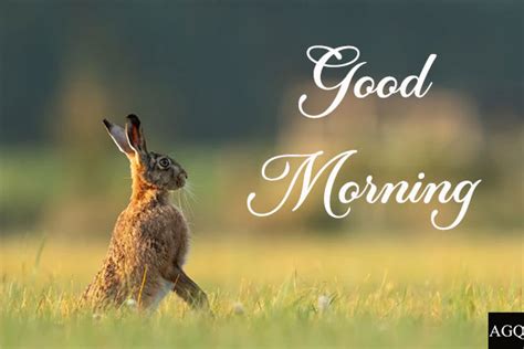 20 Good Morning Animal Images And Pictures