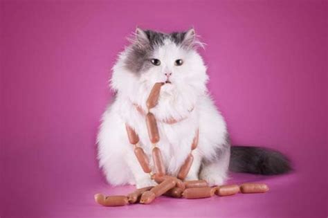 Are any sausages healthy for cats? Senior Cats Need More Protein - Sometimes Cats Herd You
