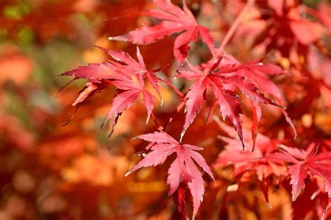 11 Of The Best Red Japanese Maples For Your Garden