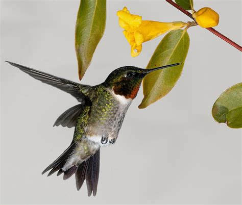 Ruby Throated Hummingbird With Jasmine Photograph By Lara Ellis Fine