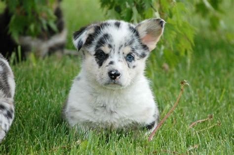 This little cutie has been registered and comes with a health guarantee. Kijiji: Blue Merle Male Corgi Puppy | Animals, Corgi puppy