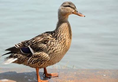 Ayam raksasa tinggi capai 1 meter, mau mencoba merawatnya? 10 Contoh Hewan Omnivora Lengkap Dengan Gambar Beserta ...