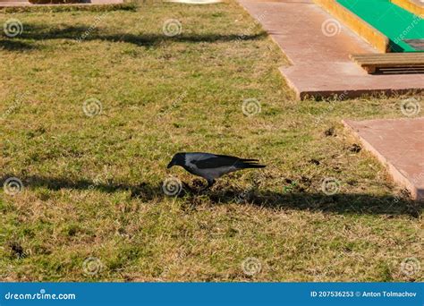 Little Black Crow With A Gray Neck Walks On Green Grass Stock Image