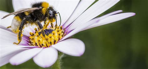Space them out willowpix getty images What Flowers Do Bees Like? | BeehiveHero