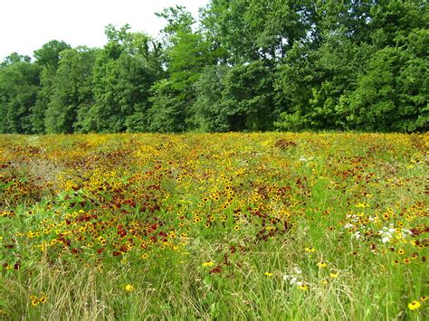 Meadow Wildflowers Ellis In Southern Indiana Wildflowers Flickr