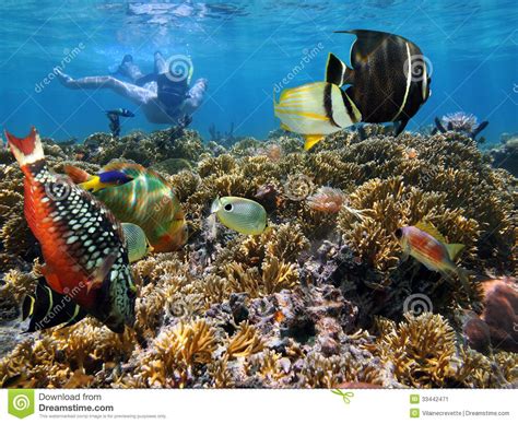 Immergersi Di Corallo Del Giardino Immagine Stock - Immagine di pesci, subacqueo: 33442471