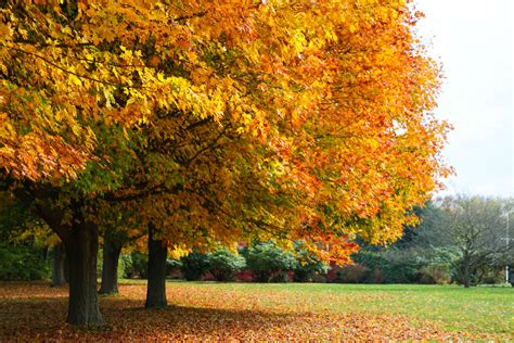 autumn,-fall,-landscape,-nature,-tree,-forest-wallpapers-hd-desktop