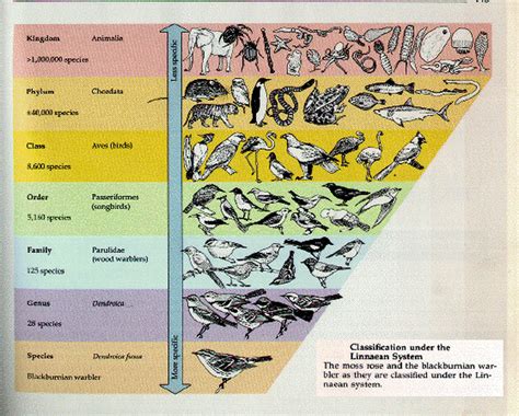 Carolus Linnaeus System Of Classification Of Living Things