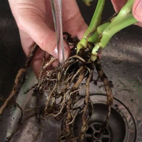 Root Rot Identification Treatment Prevention Indoor Plant Addicts
