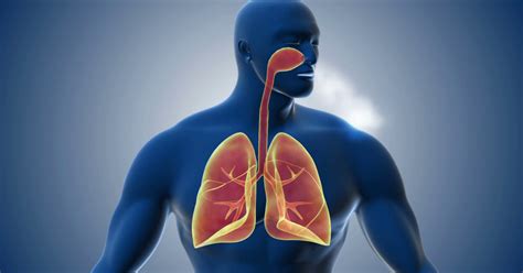 Las Partes Del Sistema Respiratorio Caracter Sticas Y Funciones