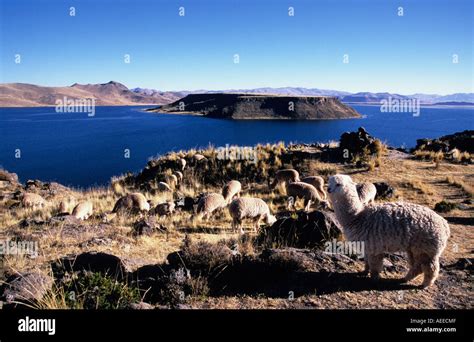 Alpacas At Sillustani Overlooking Lake Umayoperu South America Stock