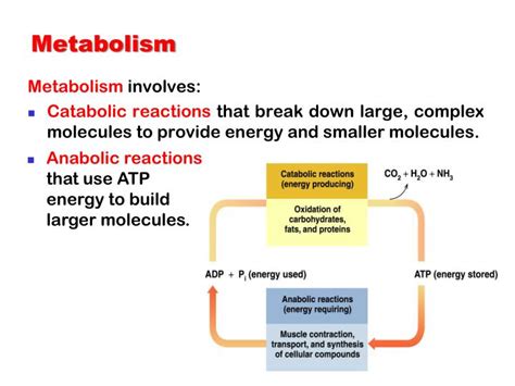 Ppt Metabolic Pathways Powerpoint Presentation Id2265486