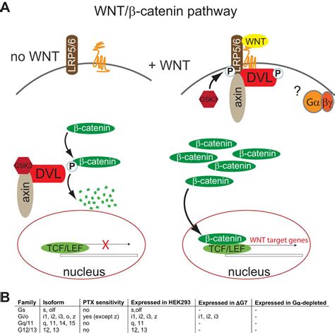 WNT 3Ainduced β catenin signaling does not require signaling through