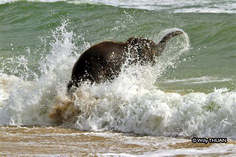 Baby Elephant On A Phuket Beach The Real Story Behind The Photos