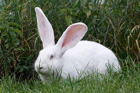 Kaninchenrassen Übersicht Und Bilder Die Tierexperten