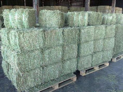 Read 3 reviews for marshall cavendish (malaysia) sdn bhd. Alfalfa Hay Buy alfalfa hay in Sarawak Malaysia from Foong ...