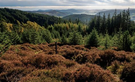 Scotlands Forests