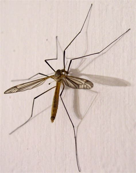 Mosquito Gigante ¡todo Lo Que Necesitas Saber Actualizado【2022】