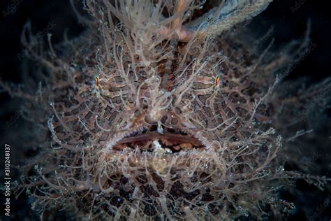 Detail Of A Hairy Or Striated Frogfish Antennarius Striatus In Lembeh