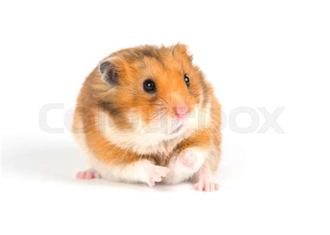 Hamster Stock Image Colourbox