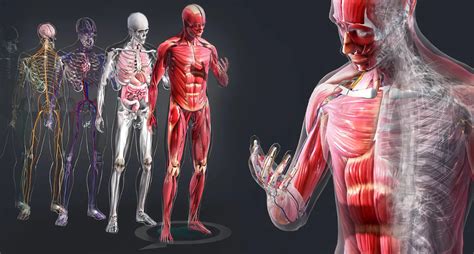 Sistemas Del Cuerpo Humano Y Sus Funciones Vlrengbr