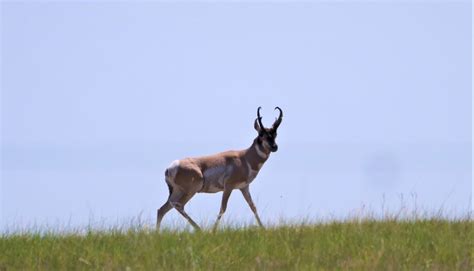 Antelope Hunting Guide And Archery Hunts In Western Nebraska