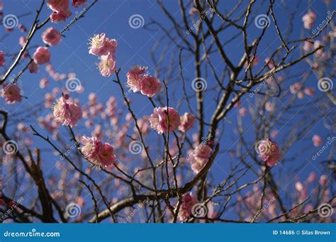 Spring Blossoms Stock Photo Image Of Life Environment 14686
