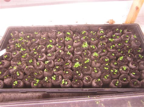 Coneflower, any of three genera of weedy plants in the family asteraceae, all native to north america. Backyard Organic Gardener: Seedling Update - Lettuce ...