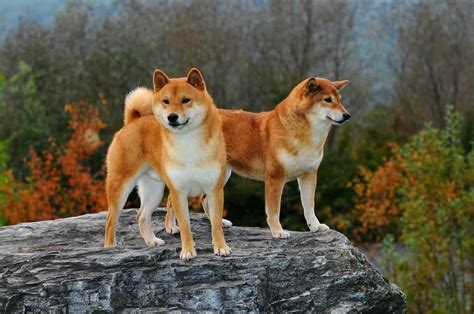 Shiba Inu Hunting Dog Facts And Information