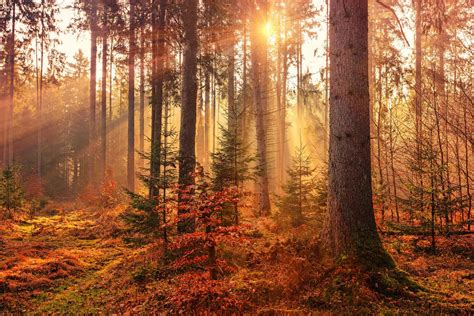 Mysterious Foggy Forest By Johannes Plenio Rmostbeautiful