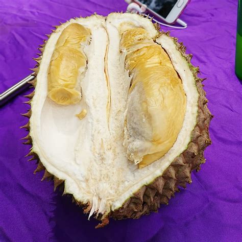 What are some of the property amenities at riverside springs resort? Ini namanya rezeki ! Makan durian sampai mabuk di Natasya ...