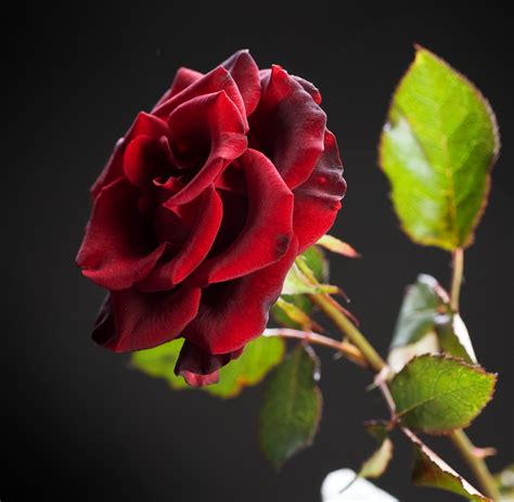 Black Beauty Rose Hello Hello Plants And Garden Supplies