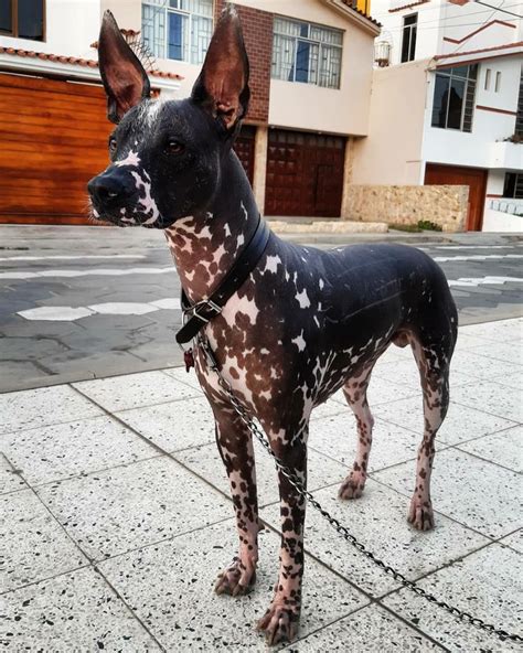 Breed ️ Peruvian Hairless Dog From Kingviringo Perù Hairless Dog
