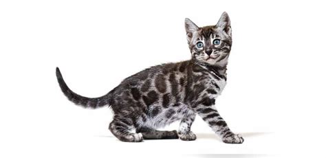 Blue Bengal Cat Colors And Traits