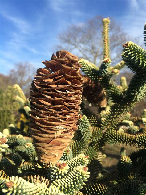 Explore karlgercens.com garden lectures' photos on flickr. Abies pinsapo 'Aurea' | So Peyzaj Proje ve Danışmanlık