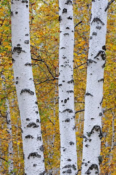 Silver Birch Tree Stock Photos Pictures And Royalty Free Images Istock
