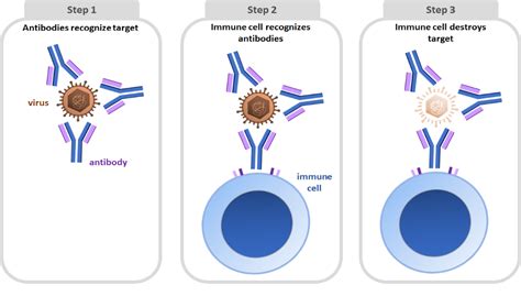 Antibody Nc Dna Day Blog