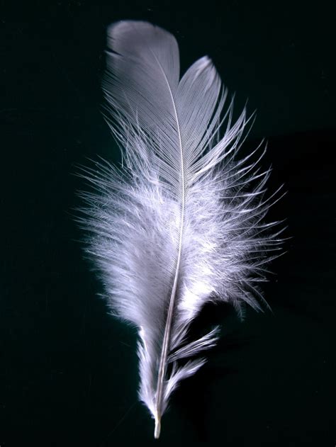 Filea Single White Feather Closeup