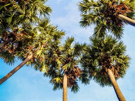 Sugar Palm Tree Free Stock Photo Public Domain Pictures