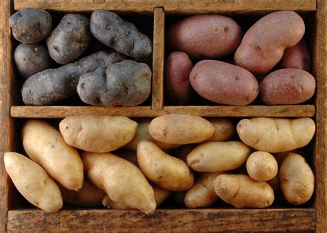 Kartoffel -Sorten Die wichtigsten kurz vorgestellt