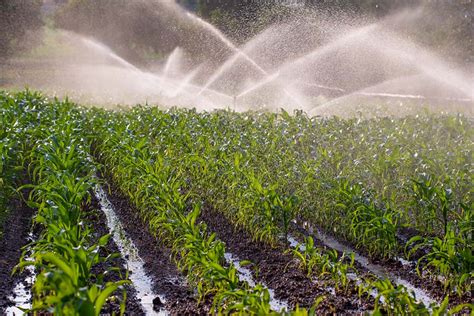 The Importance Of Drainage Systems In Agriculture