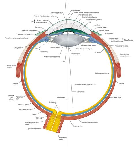 Labeled Diagram Of Human Eye Human Eye Human Body Eye Anatomy Diagram