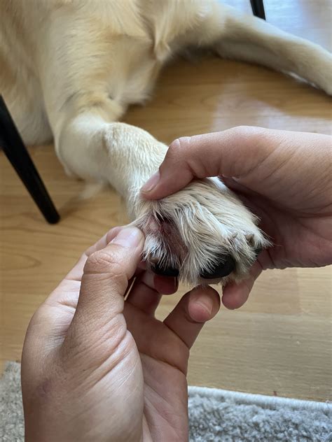 Soresscaps Between Toes Not Healing Golden Retriever Dog Forums