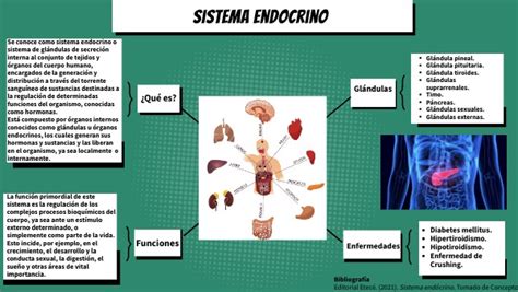 Mapa Mental Sistema Endocrino