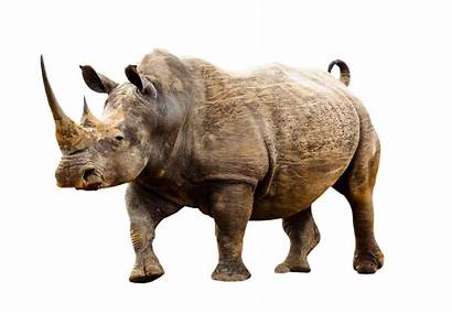 Animal Animals Wild Rhino Badak Rhinos Africa