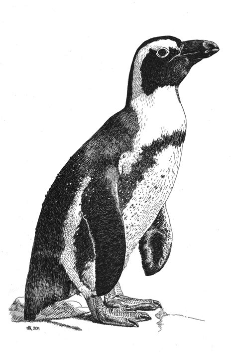 Nardja Kerkmeer Portretten En Tekeningen Penguin Sketch Animal