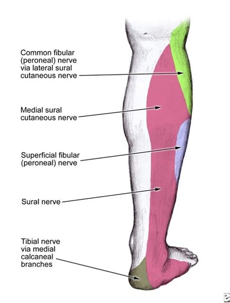 Understanding Peroneal Nerve Entrapment Lateral Knee Pain And Weakness
