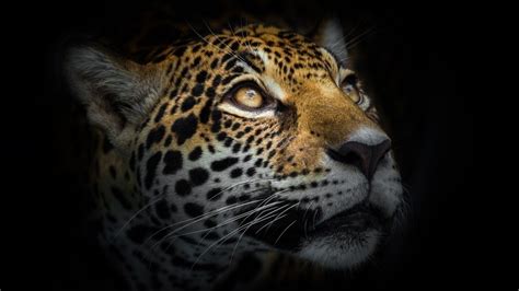 Petition · Help Restore Endangered Jaguars To The U S United