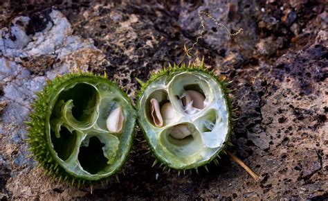 Plant Of The Month Wild Cucumber